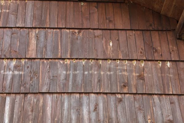 Woodpecker Hole Filling in Logan