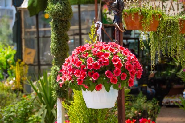 Cost of Hanging Planter Installation in Logan