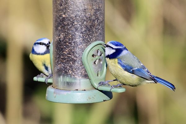 Bird Feeder Mounting Service in Logan